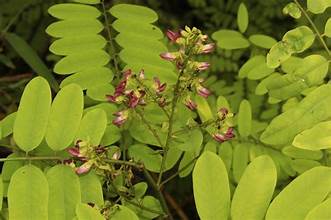 Dalbergia stipulacea